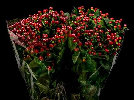 Hyp. Mag. Red Wine