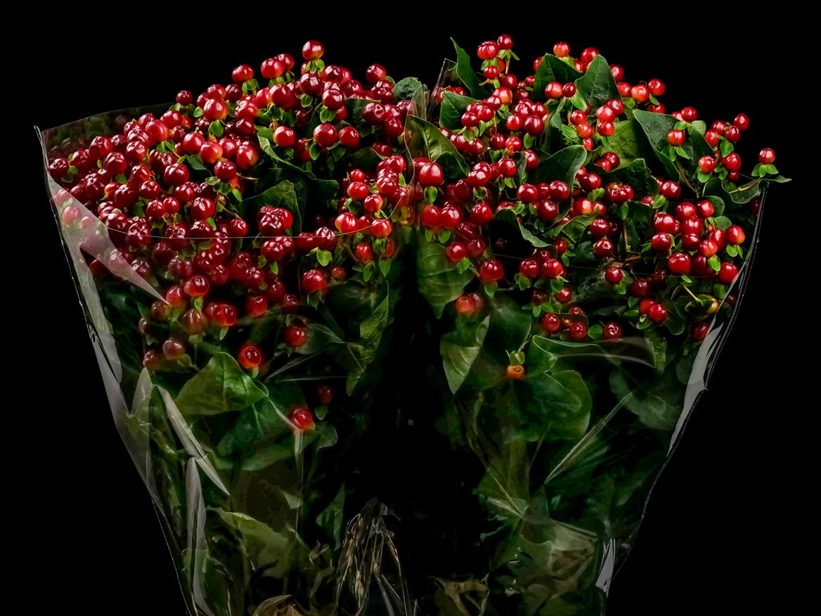 Hypericum Magical Red Wine 70cm
