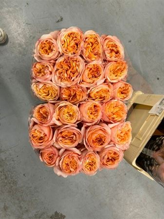 Rosa Juicy Xpression 50cm