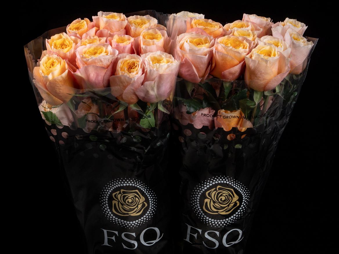 Rosa King Cross 60cm