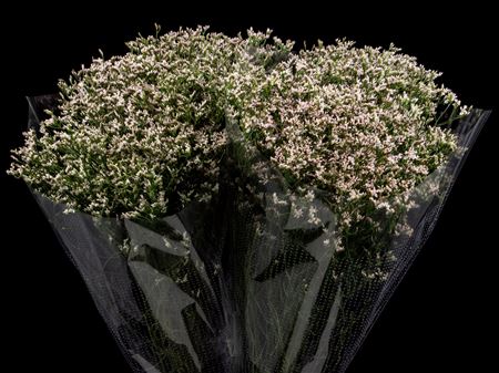 Limonium Pink Activa