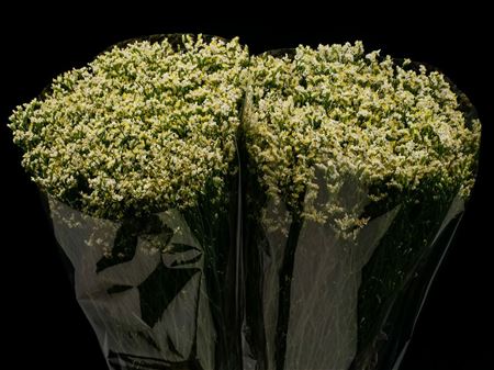 Limonium Pina Colada