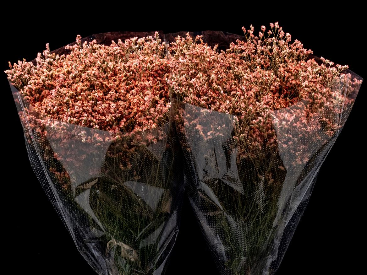 Limonium Painted Coral 70cm