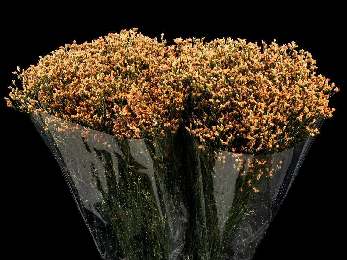 Limonium Painted Carrot Orange 70cm