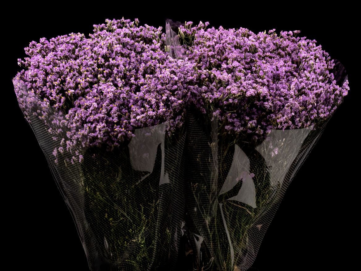 Limonium Painted Lavander 70cm