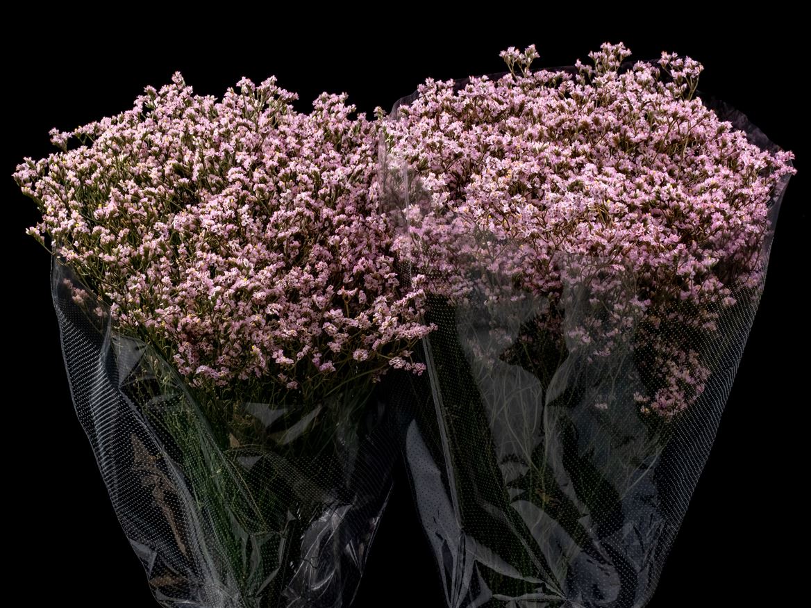 Limonium Painted Light Pink 70cm