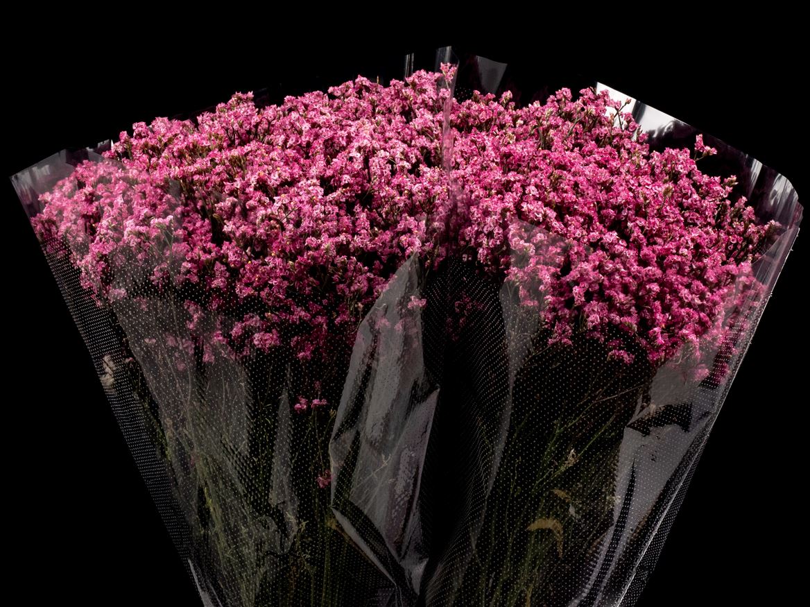 Limonium Painted Raspberry 70cm