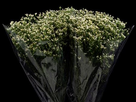Limonium White Activa