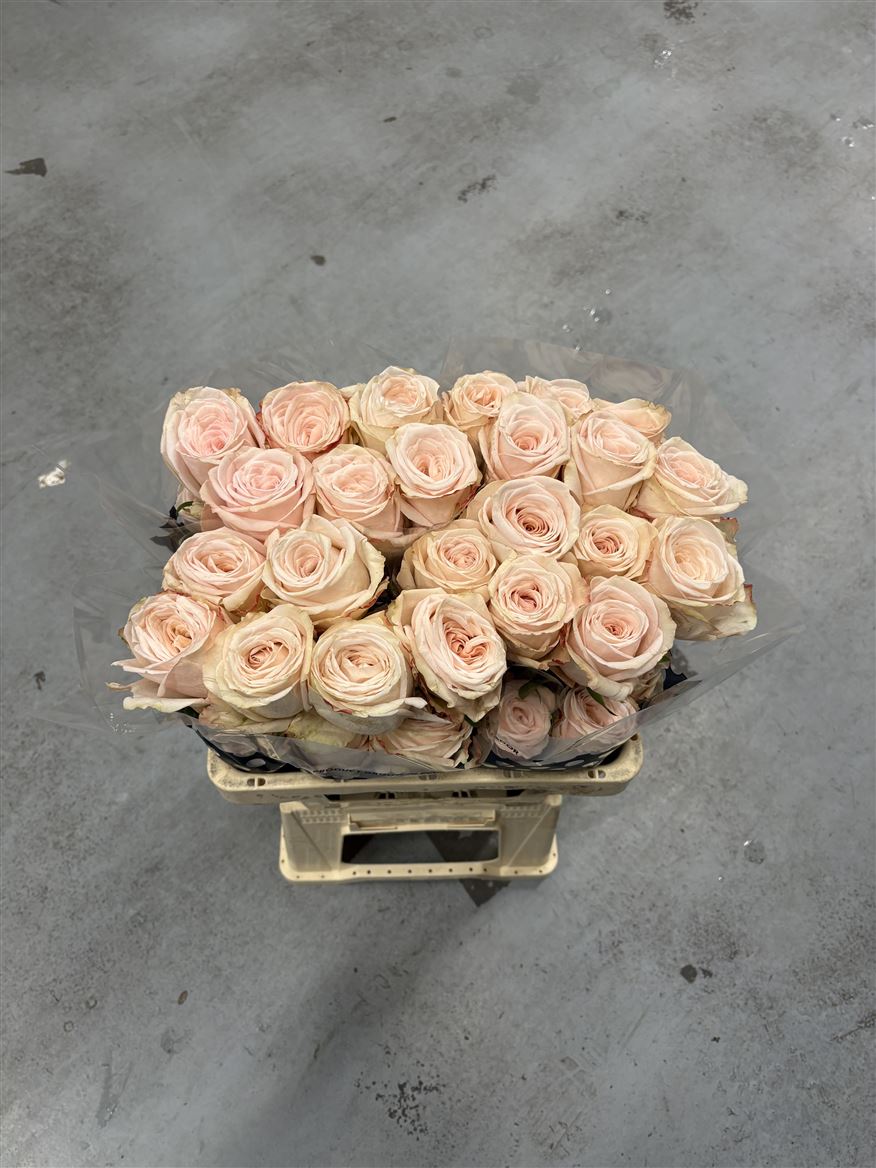 Rosa Mademoiselle 50cm