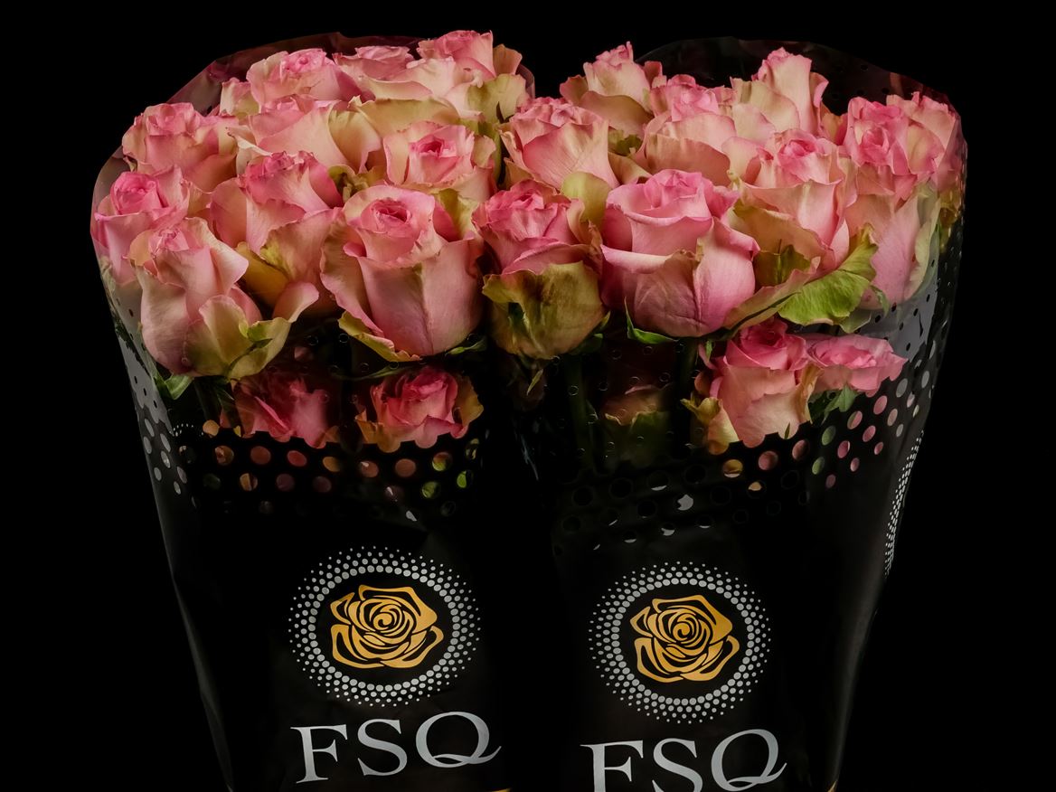 Rosa Maggi 60cm