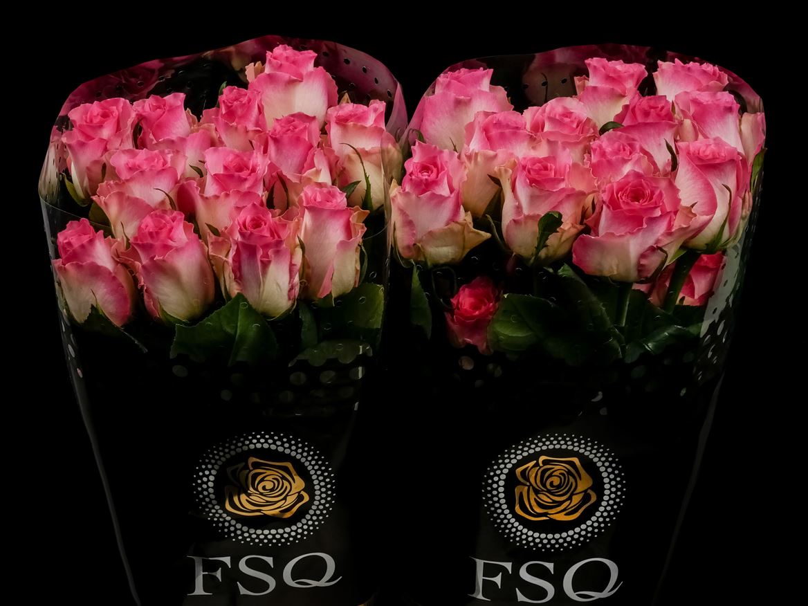 Rosa Malibu 60cm