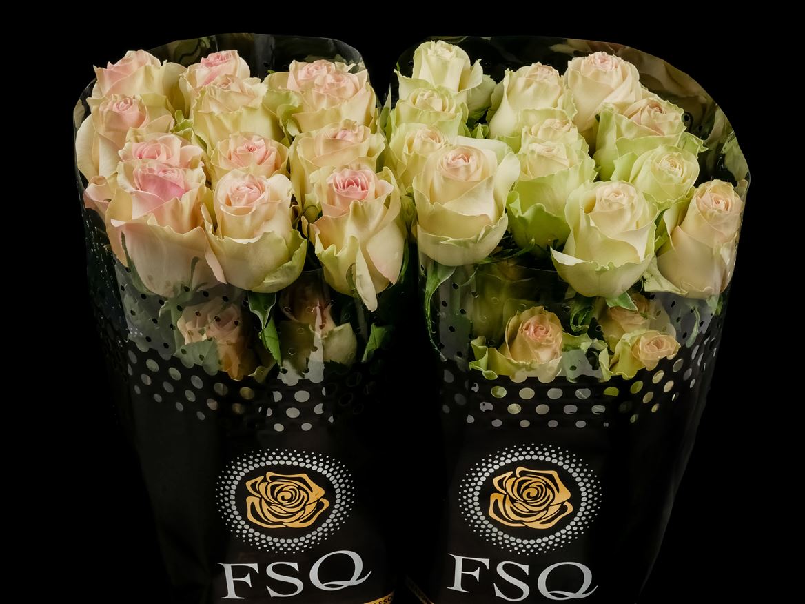 Rosa Marzipan 60cm