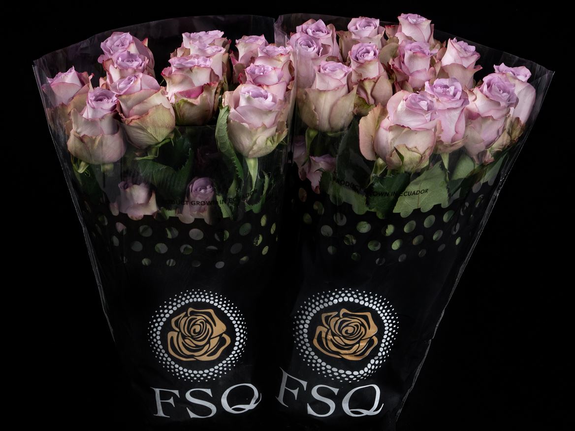 Rosa Mignon 50cm