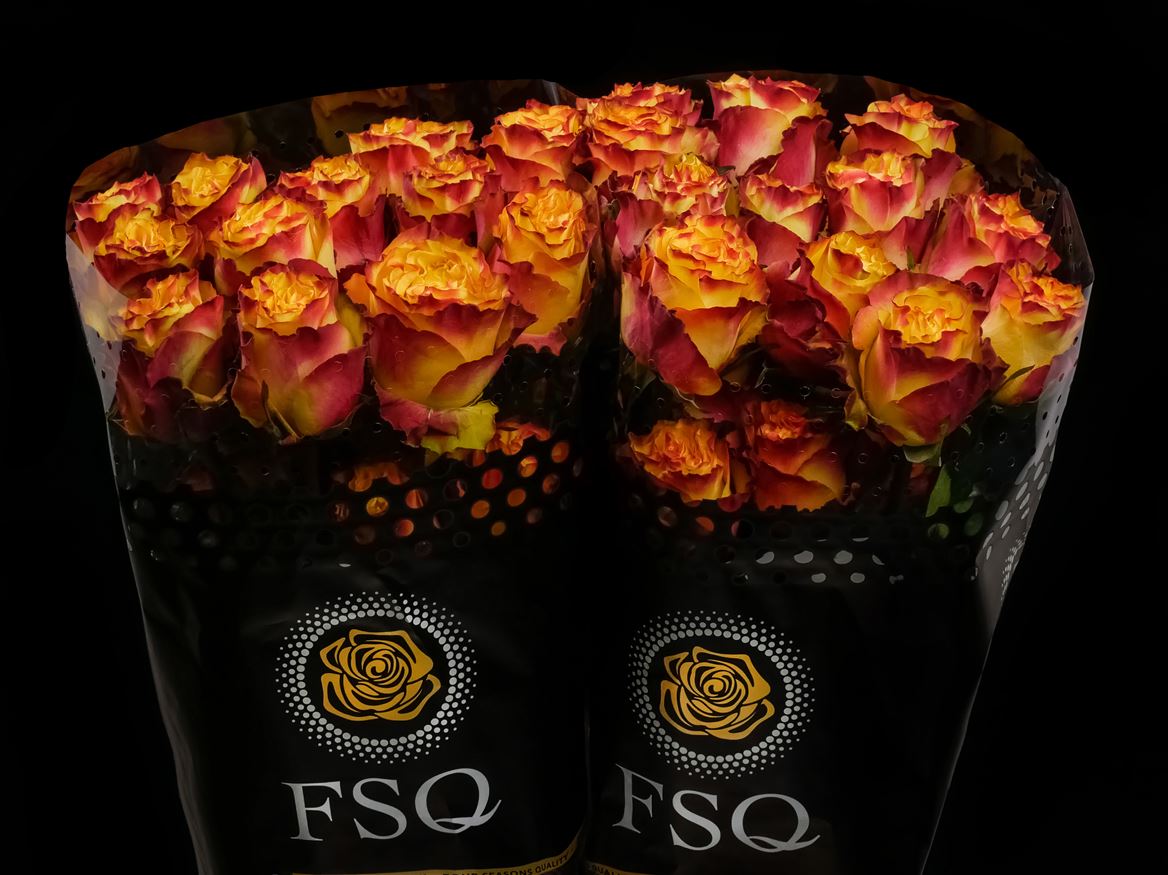 Rosa Newsflash 60cm
