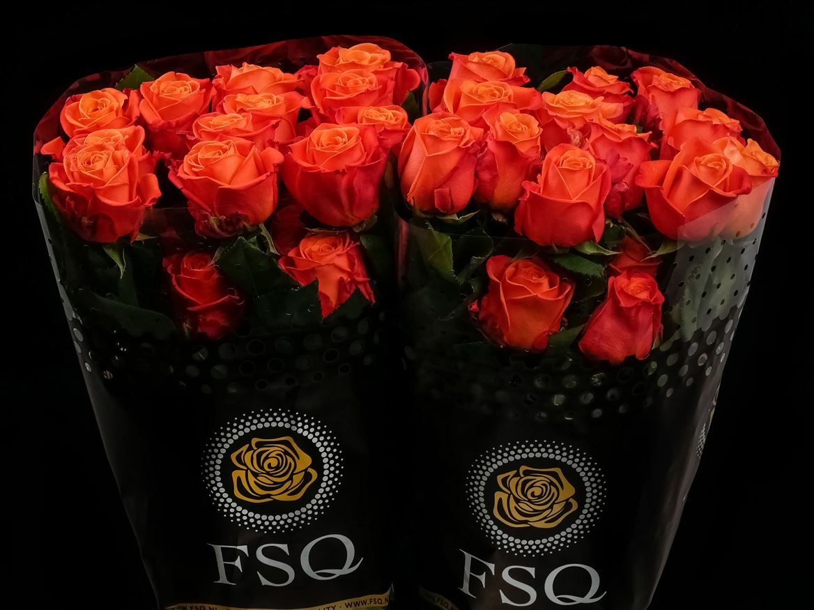 Rosa Orange Crush 50cm