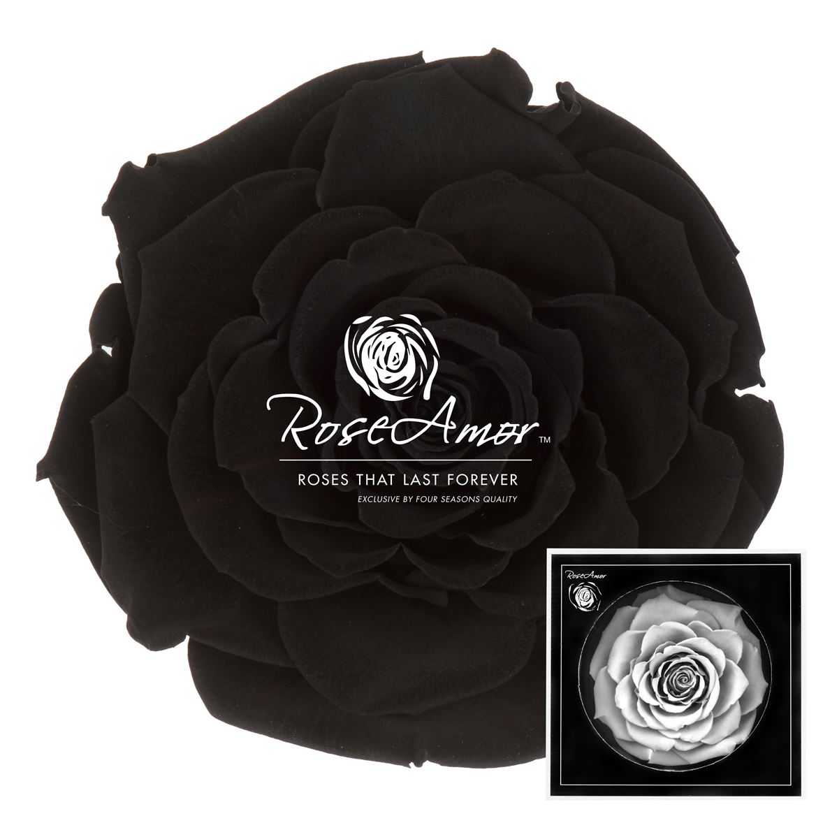 Rosa Preserved Bonita Bla01 9cm Hd