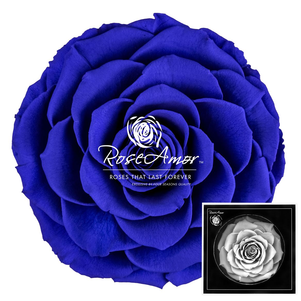 Rosa Preserved Bonita Blu03 9cm Hd