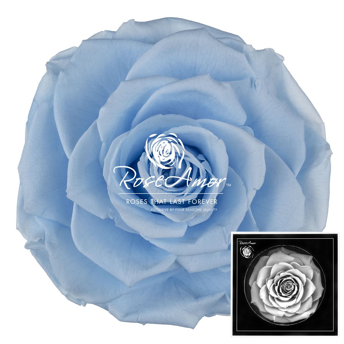 Rosa Preserved Bonita Blu89 9cm Hd