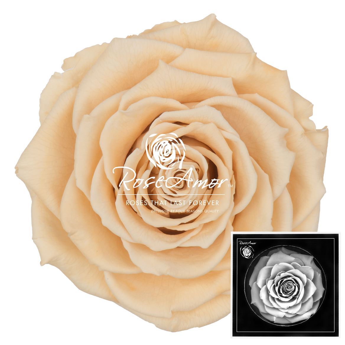 Rosa Preserved Bonita Cha01 9cm Hd
