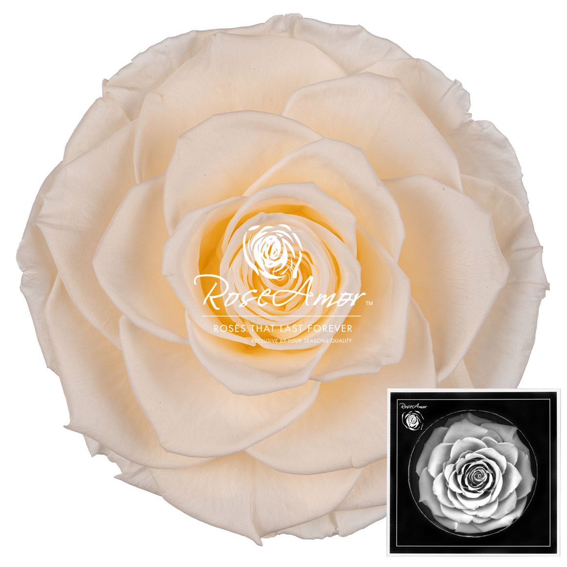 Rosa Preserved Bonita Cha89 9cm Hd