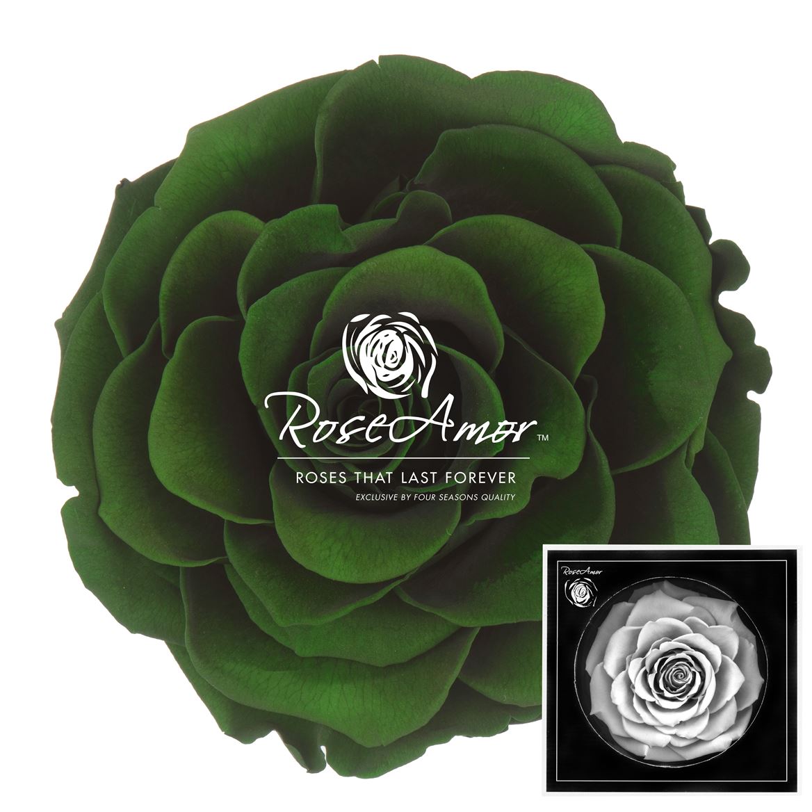 Rosa Preserved Bonita Gre02 9cm Hd