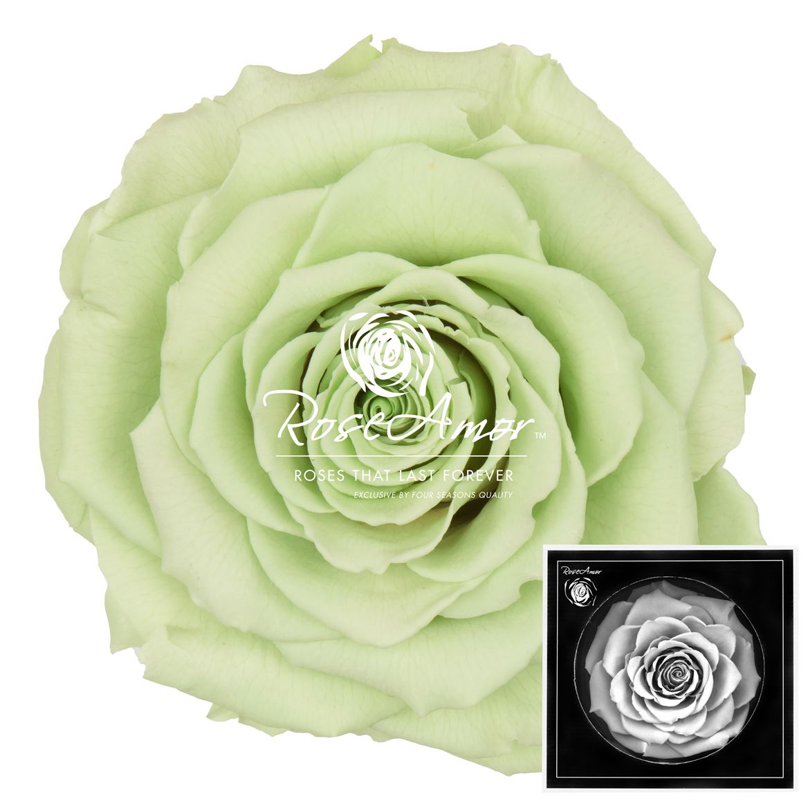 Rosa Preserved Bonita Gre04 9cm Hd