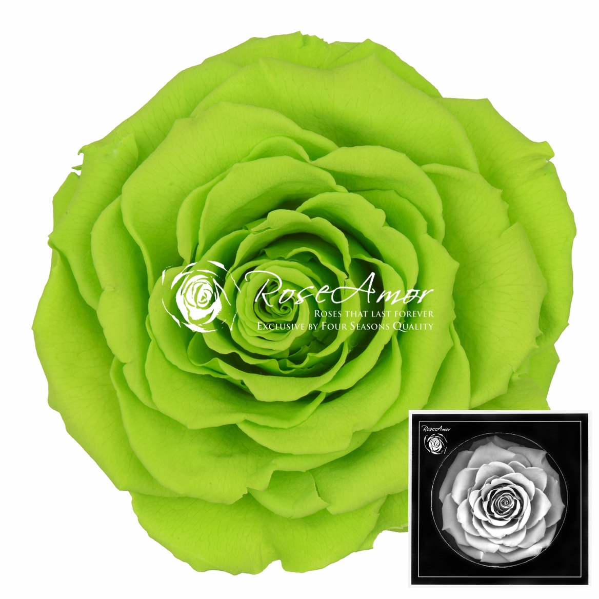 Rosa Preserved Bonita Gre05 9cm Hd
