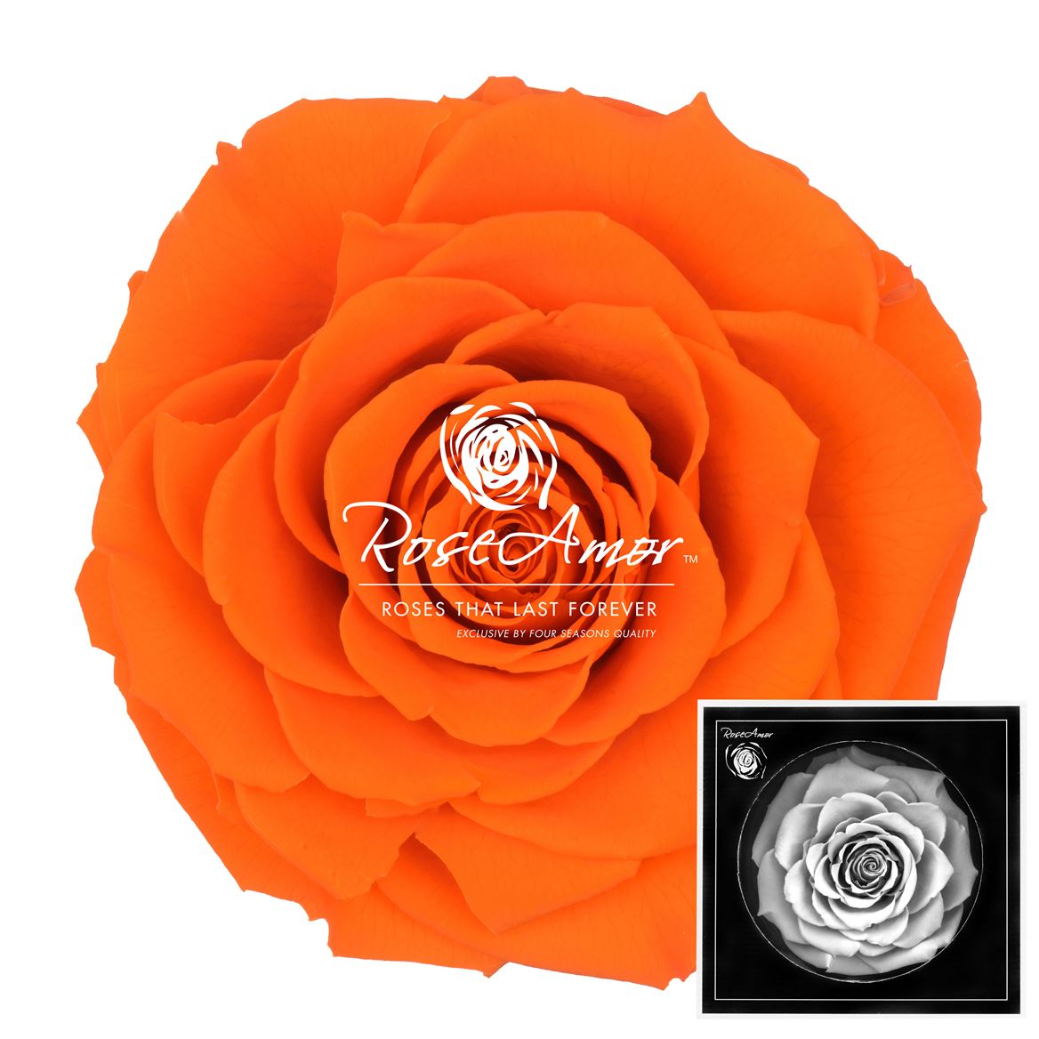 Rosa Preserved Bonita Ora02 9cm Hd