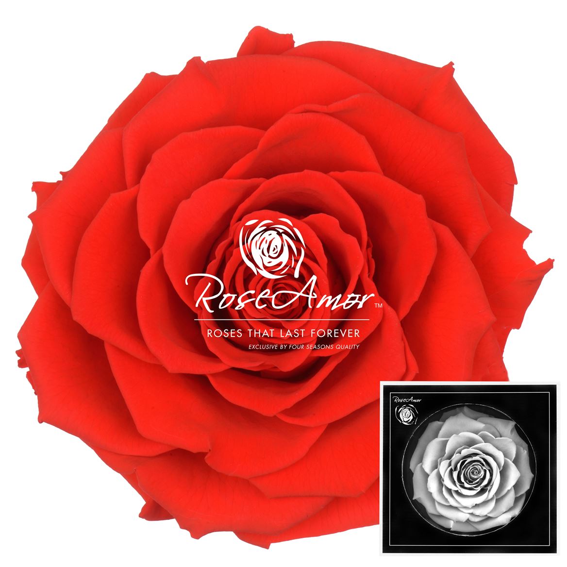 Rosa Preserved Bonita Ora03 9cm Hd