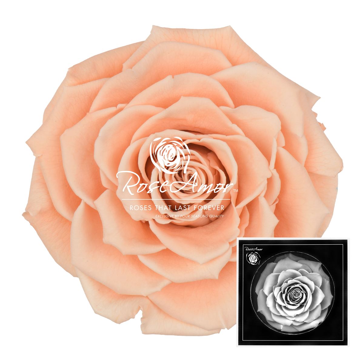 Rosa Preserved Bonita Pea01 9cm Hd