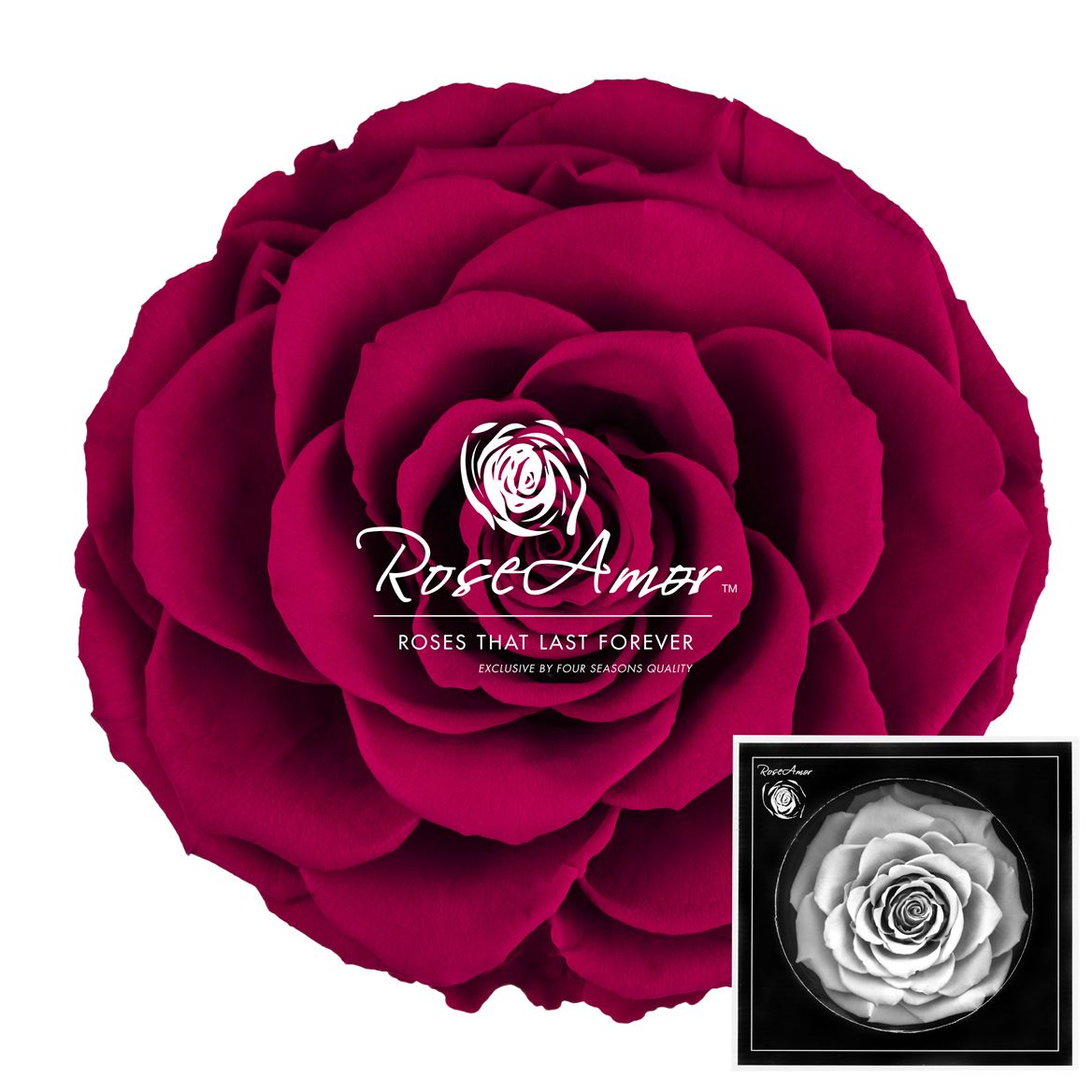 Rosa Preserved Bonita Pin02 9cm Hd