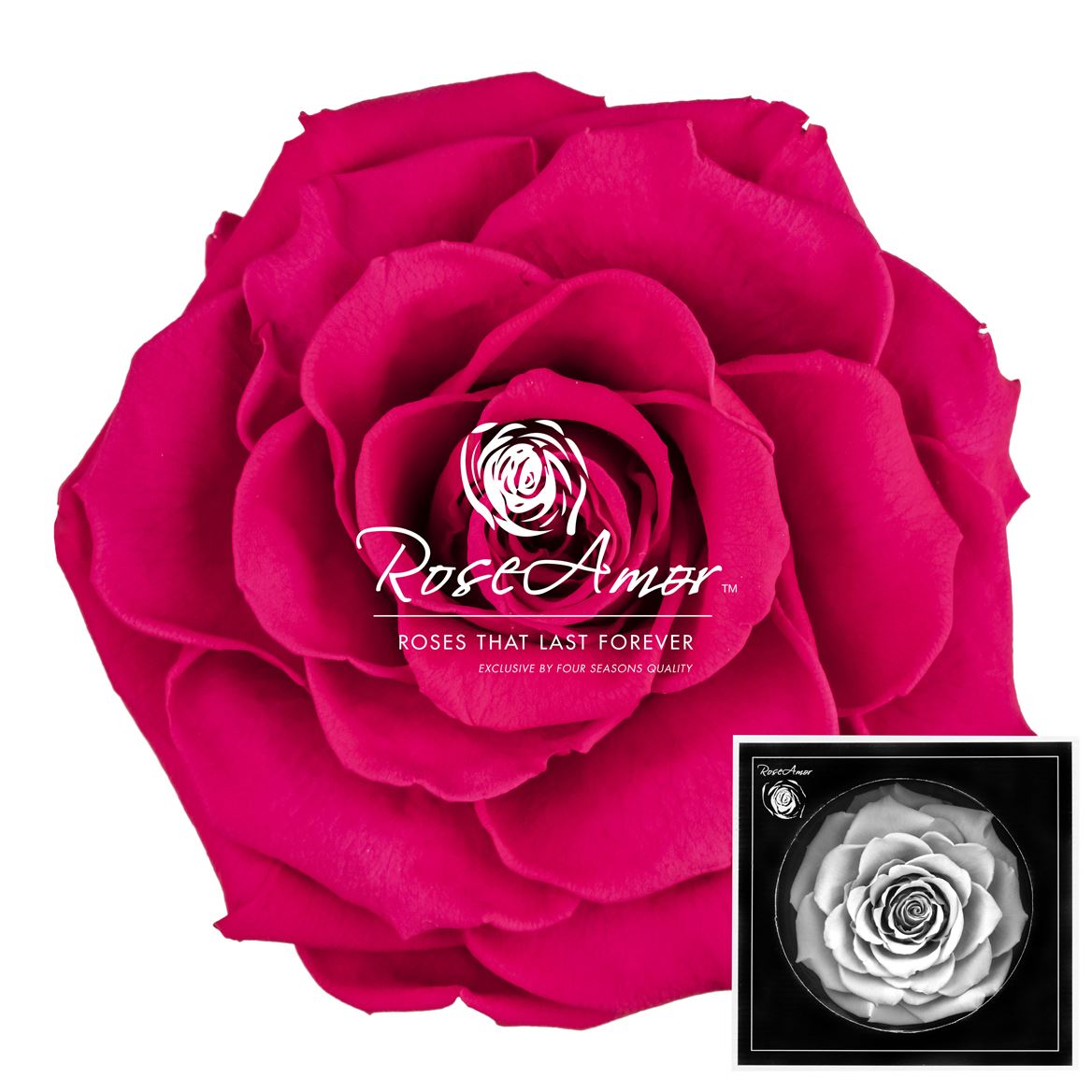 Rosa Preserved Bonita Pin03 9cm Hd