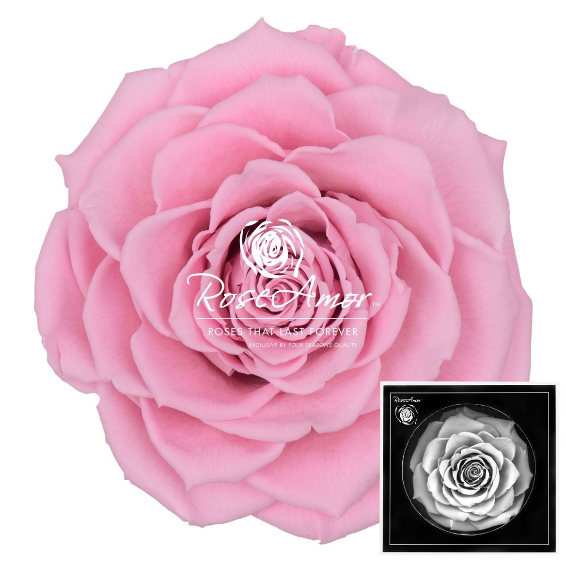 Rosa Preserved Bonita Pin04 9cm Hd