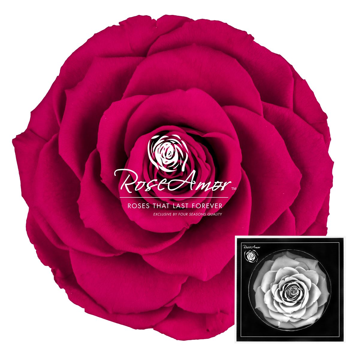 Rosa Preserved Bonita Pin05 9cm Hd