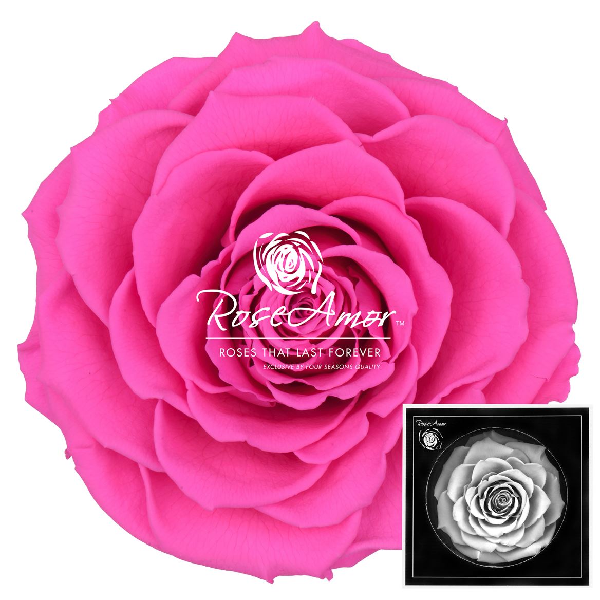 Rosa Preserved Bonita Pin07 9cm Hd