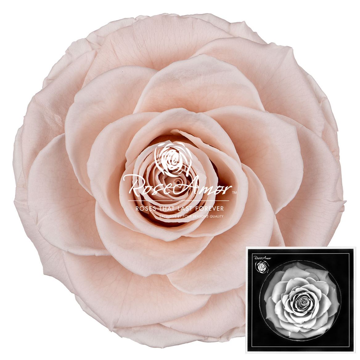 Rosa Preserved Bonita Pin79 9cm Hd