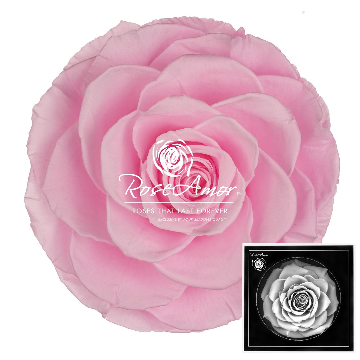 Rosa Preserved Bonita Pin99 9cm Hd