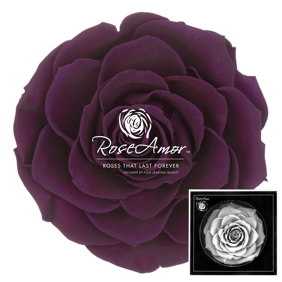 Rosa Preserved Bonita Pur01 9cm Hd