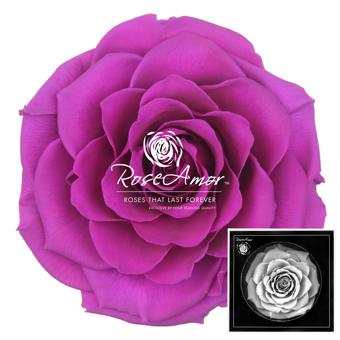 Rosa Preserved Bonita Pur02 9cm Hd