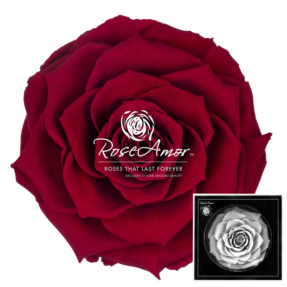 Rosa Preserved Bonita Red01 9cm Hd