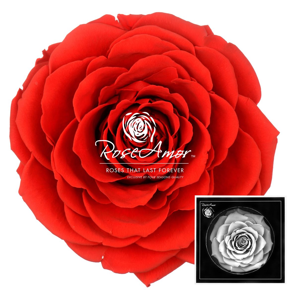 Rosa Preserved Bonita Red02 9cm Hd