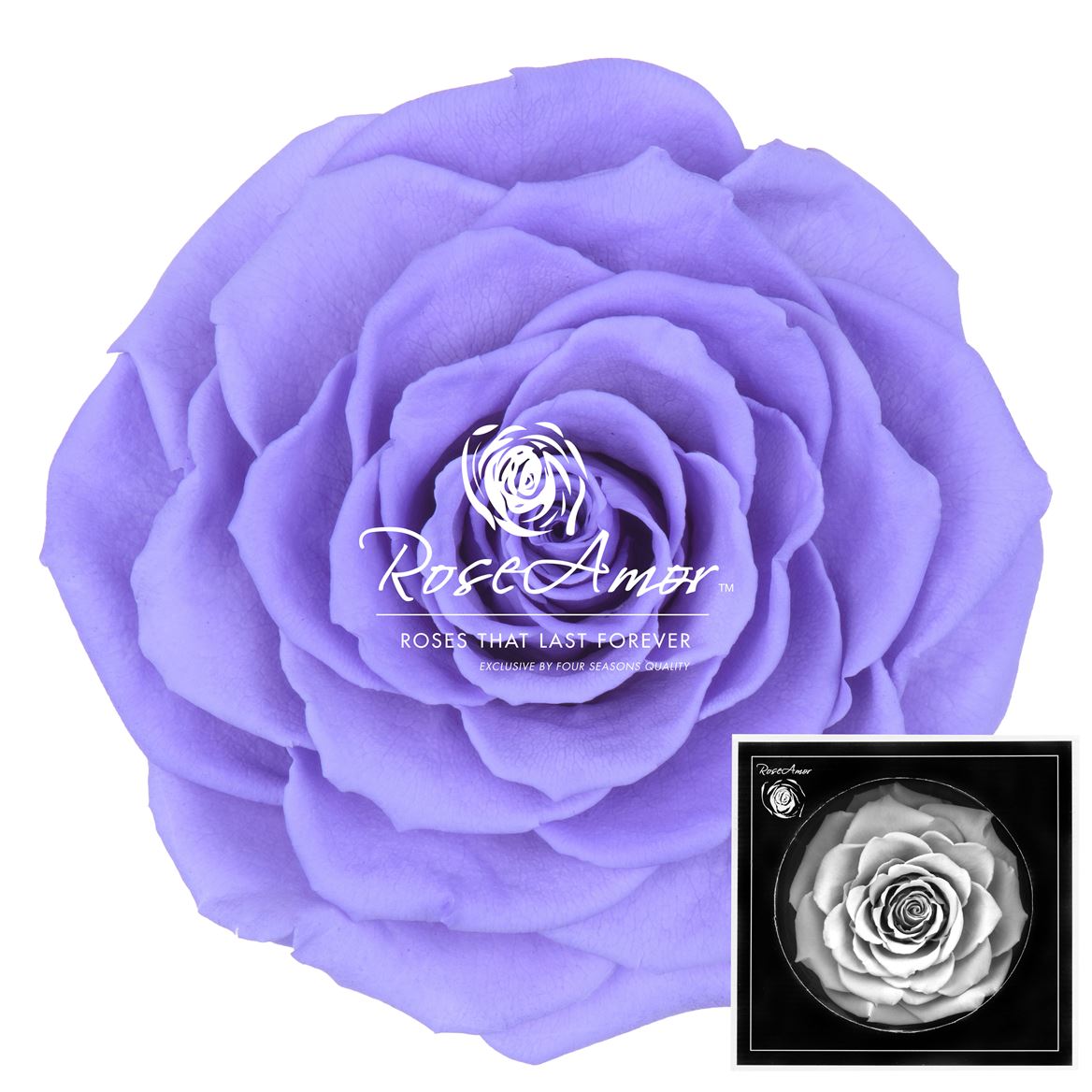 Rosa Preserved Bonita Vio01 9cm Hd