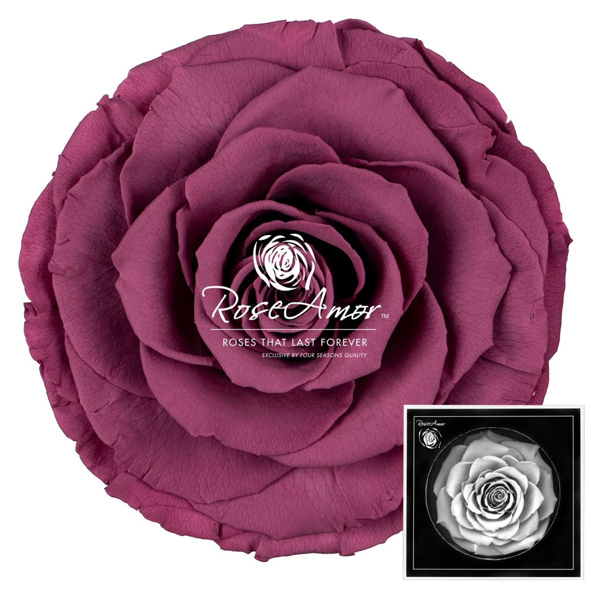 Rosa Preserved Bonita Vio02 9cm Hd