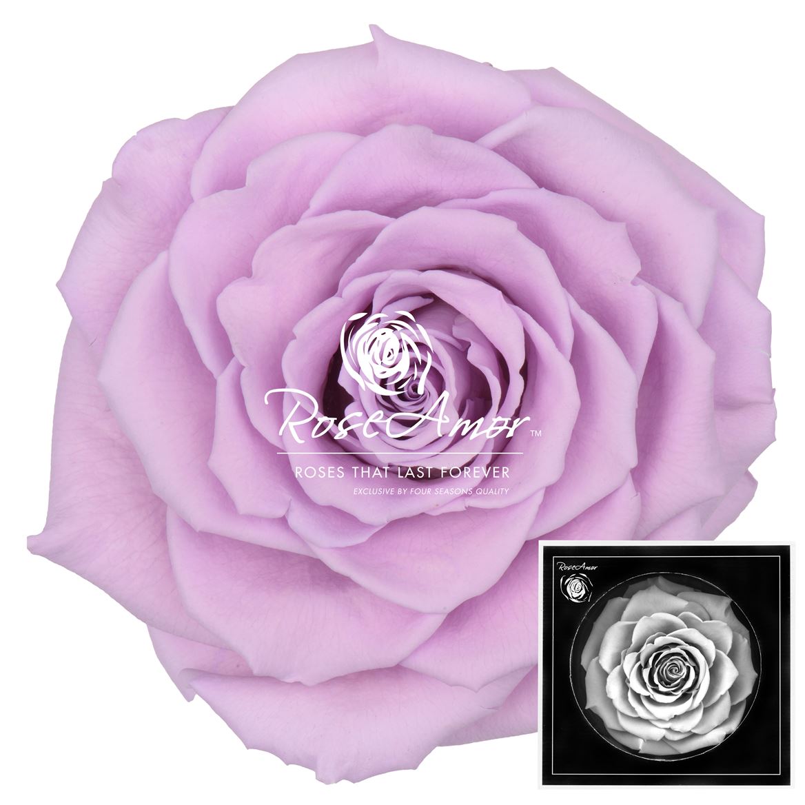 Rosa Preserved Bonita Vio03 9cm Hd