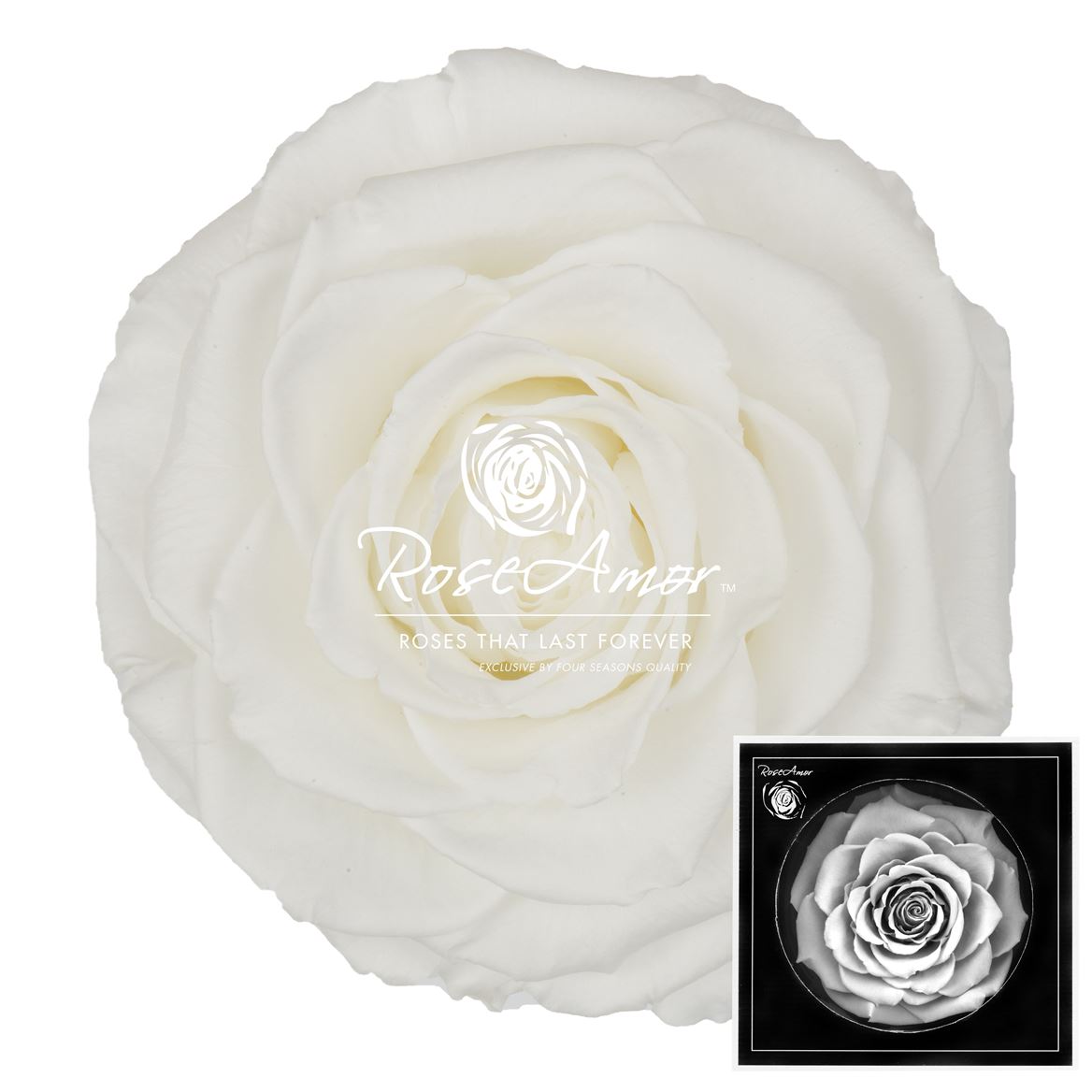 Rosa Preserved Bonita Whi01 9cm Hd