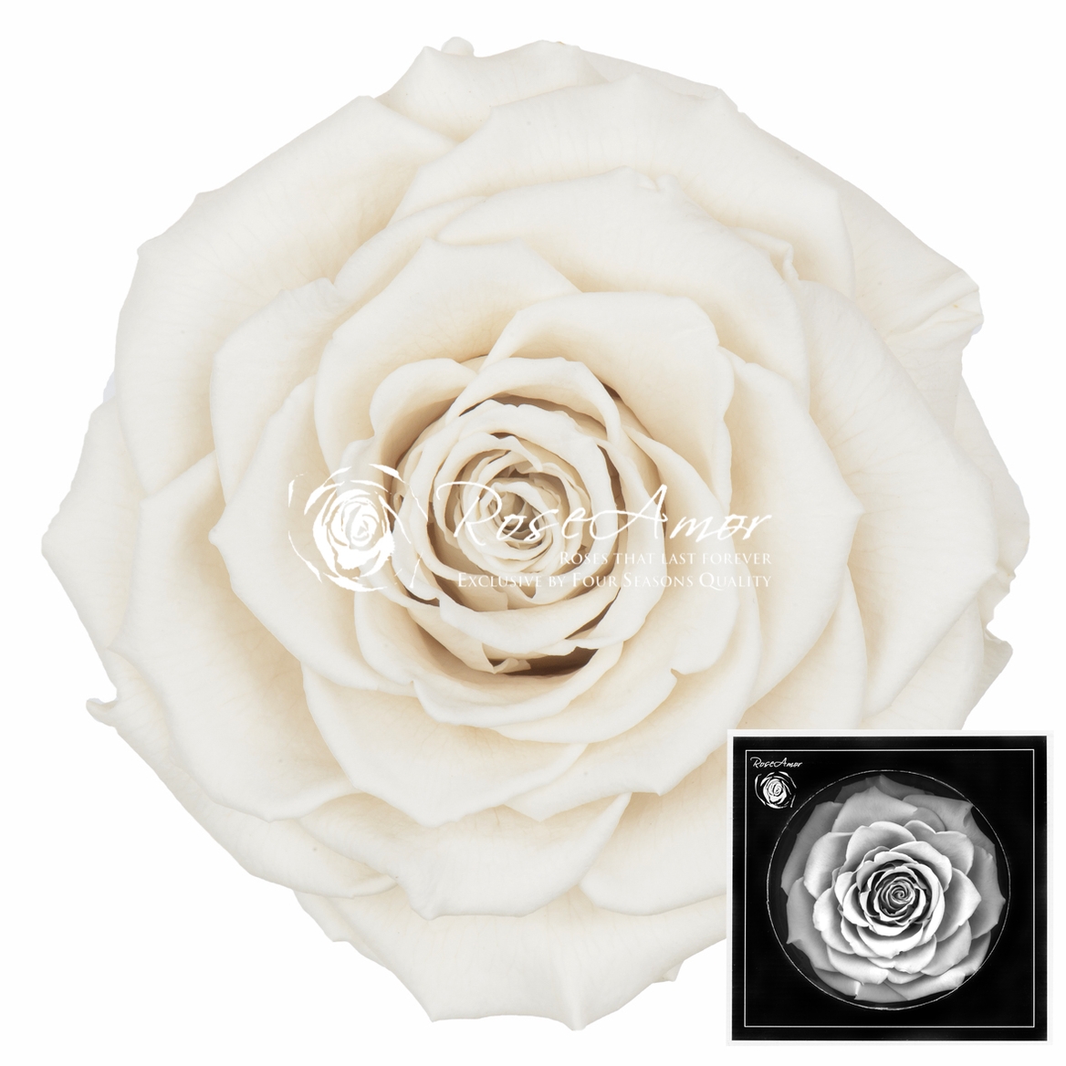 Rosa Preserved Bonita Whi04 9cm Hd