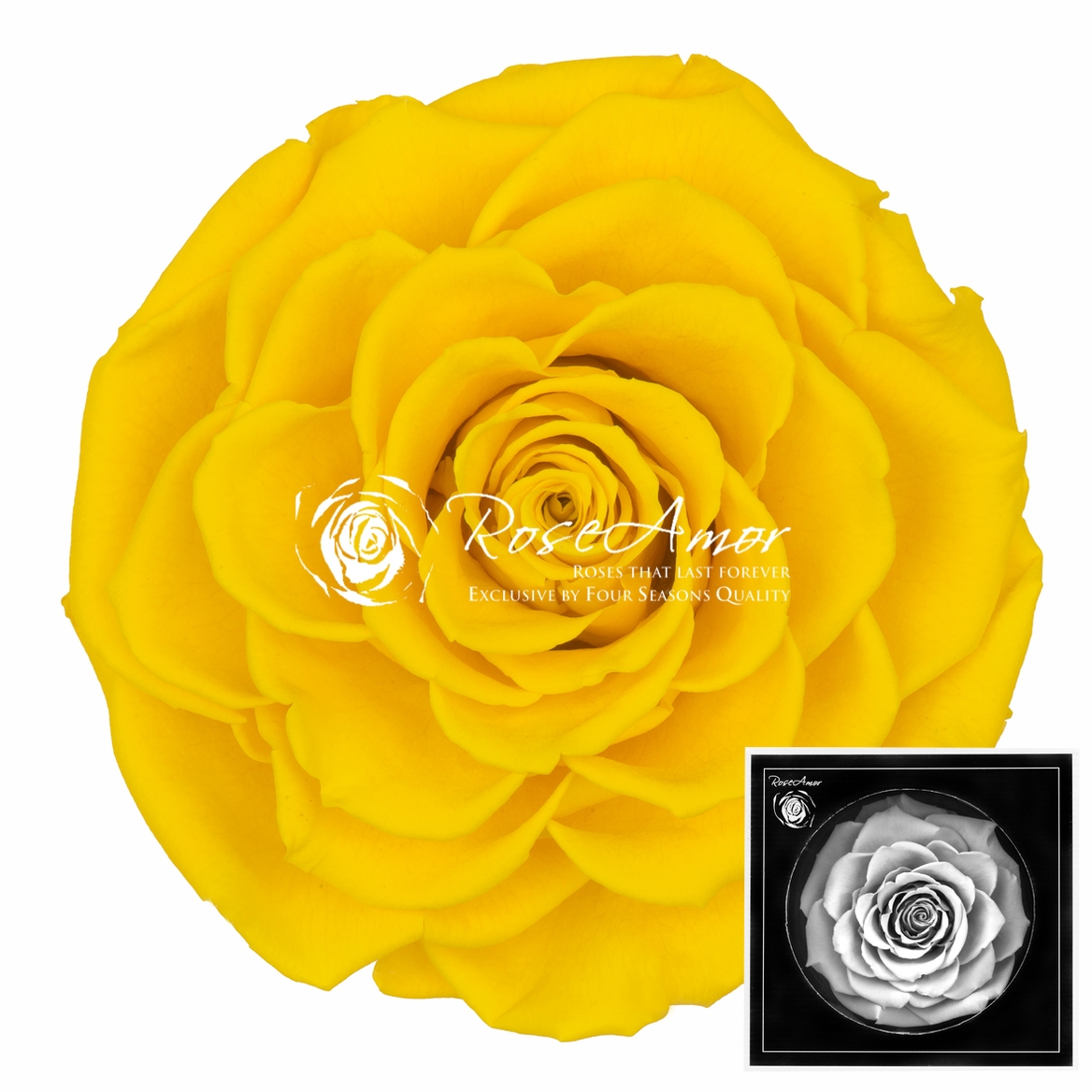 Rosa Preserved Bonita Yel02 9cm Hd