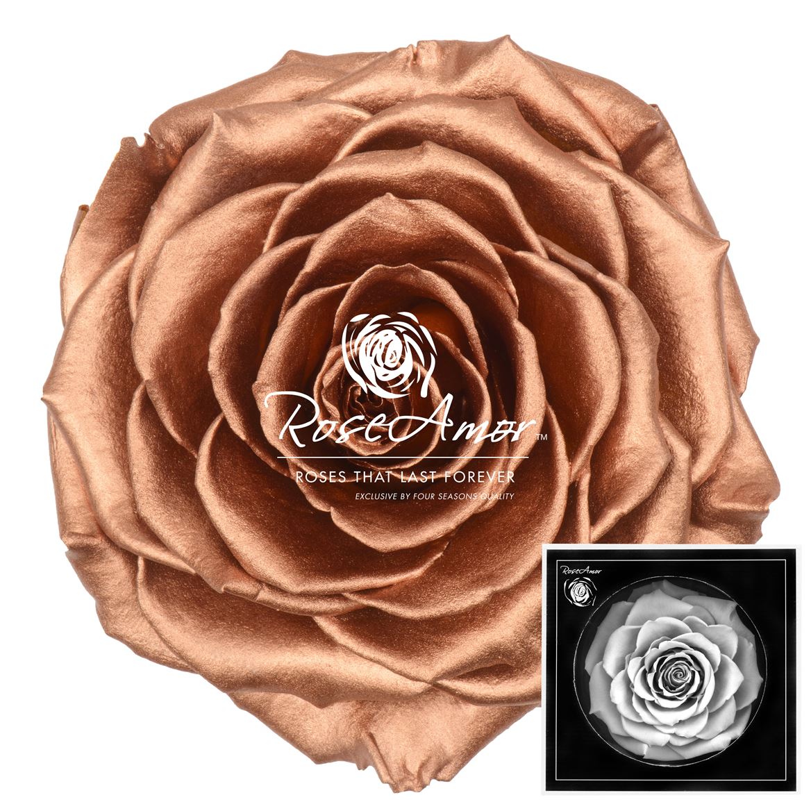 Rosa Preserved Bonita Metallic Copper Whi04 9cm Hd