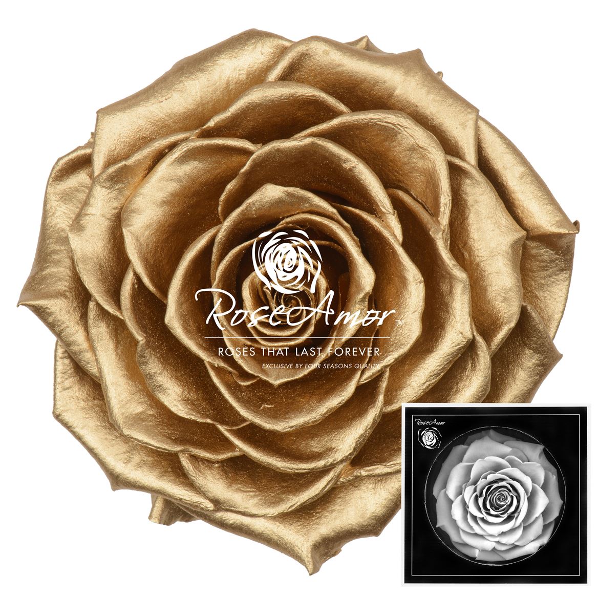 Rosa Preserved Bonita Metallic Gold Whi04 9cm Hd
