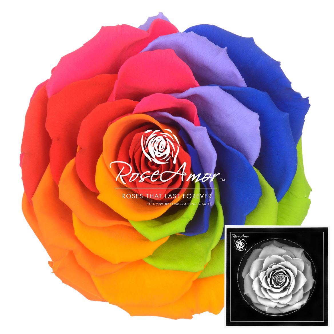 Rosa Preserved Bonita Rainbow Red02 9cm Hd